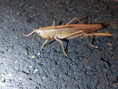 Pseudorhynchus crassiceps