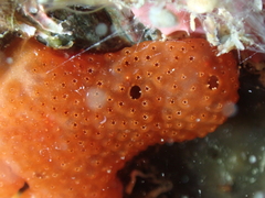 Polysyncraton lacazei