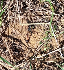 Ammophila sabulosa
