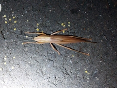 Pseudorhynchus crassiceps