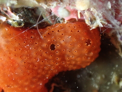 Polysyncraton lacazei
