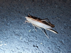 Pseudorhynchus crassiceps