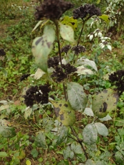 Pycnanthemum incanum