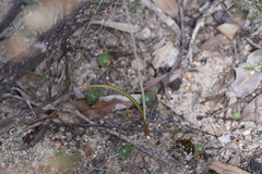 Thelymitra graminea