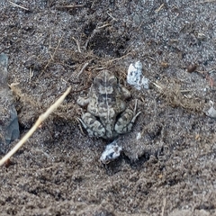 Tomopterna delalandii