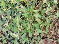 Convolvulus sagittatus