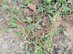 Convolvulus sagittatus