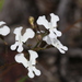 Stylidium caricifolium - Photo 由 Hugo Innes 所上傳的 (c) Hugo Innes，保留部份權利CC BY