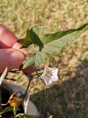 Convolvulus sagittatus