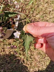 Convolvulus sagittatus