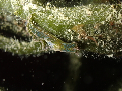Elysia viridis