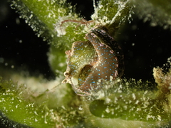 Elysia viridis