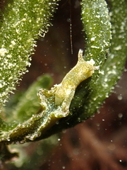 Elysia viridis