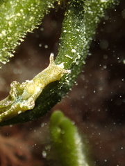 Elysia viridis