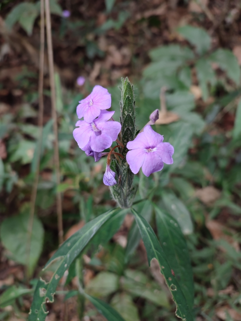 Eranthemum tetragonum (Eranthemum tetragonum)