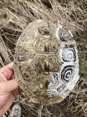 Malaclemys terrapin
