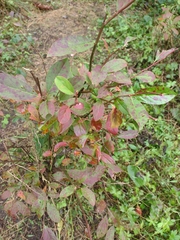 Itea virginica