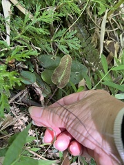 Mickelopteris cordata