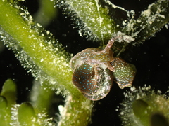 Elysia viridis