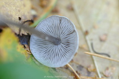 Tephrocybe rancida