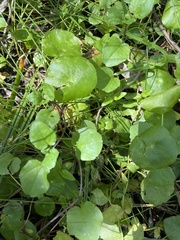 Hydrocotyle verticillata