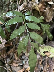 Asplenium gemmiferum