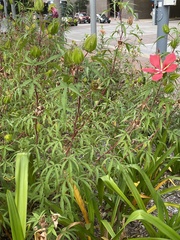 Hibiscus coccineus