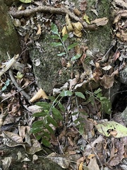 Asplenium gemmiferum