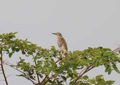 Ardeola grayii