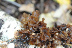 Phaeotremella
