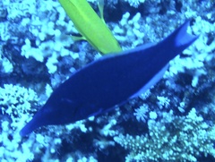 Gomphosus klunzingeri