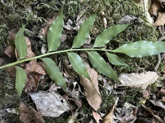 Asplenium gemmiferum