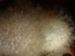 Alcyonium digitatum