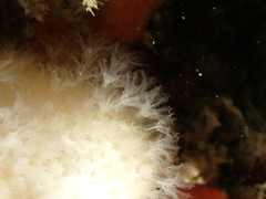 Alcyonium digitatum