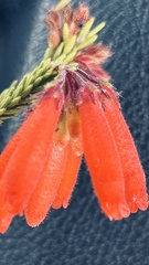 Erica cerinthoides