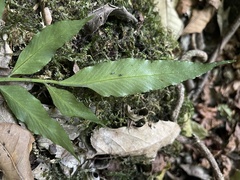 Asplenium gemmiferum