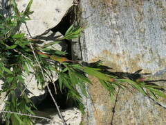 Dichanthelium acuminatum