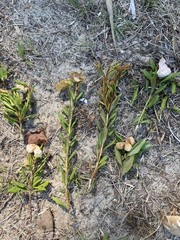 Exobasidium ferrugineae