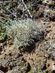 Cladonia furcata