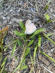 Exobasidium ferrugineae