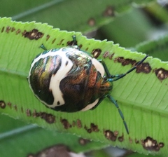Poecilocoris lewisi