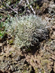 Cladonia furcata