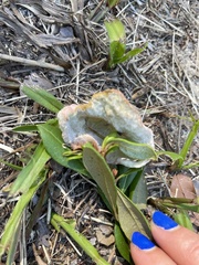 Exobasidium ferrugineae