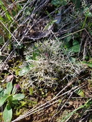 Cladonia furcata