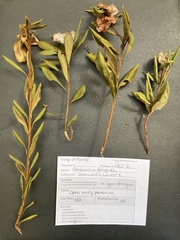 Exobasidium ferrugineae