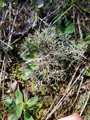 Cladonia furcata