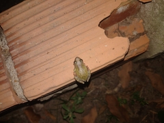 Scinax nasicus