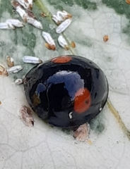 Chilocorus renipustulatus