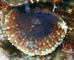 Oxypora convoluta