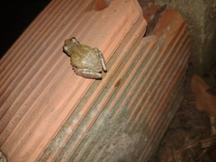 Scinax nasicus